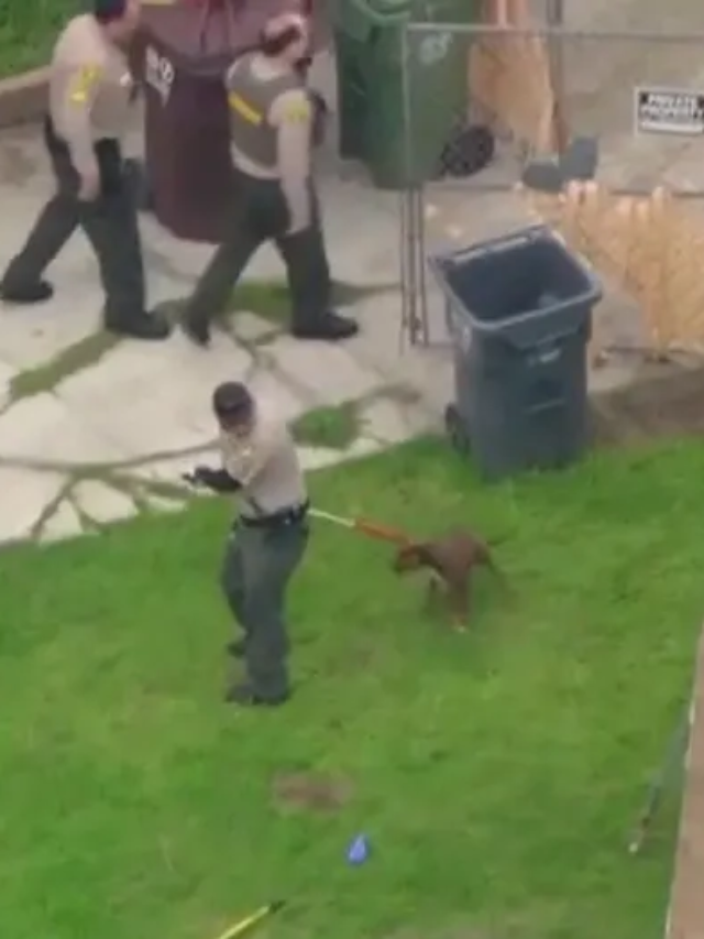 A California Man Tragically Killed in Horrific Pit Bull Mauling!