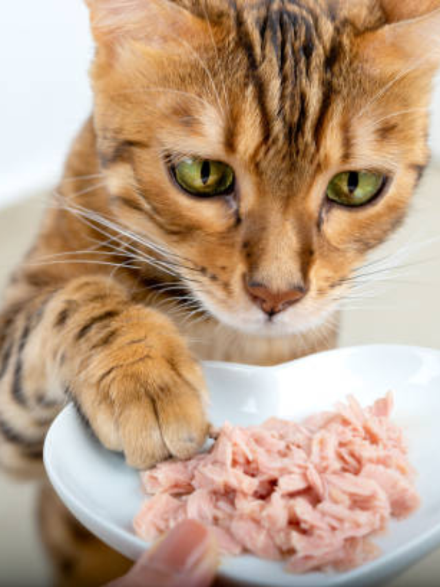 Top 10 Best Wet Cat Food In USA 2024