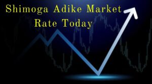 Shimoga Adike Market Rate Today | Features of Shimoga Adike Market